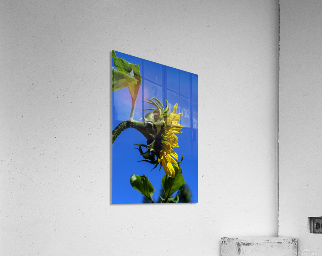 Sunflower against blue cloudless sky Acrylic Print