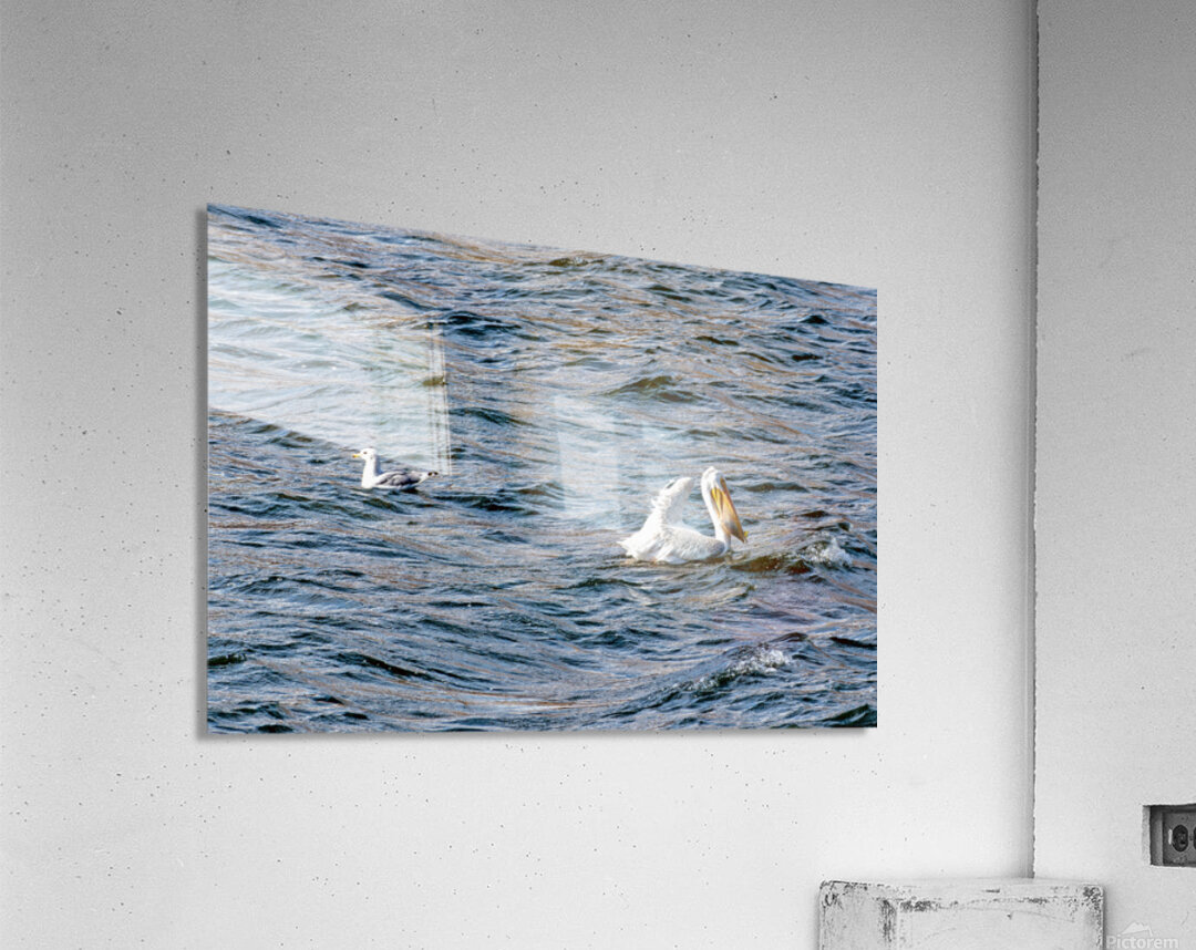 White Pelican with fish in pouch and fin showing Acrylic Print