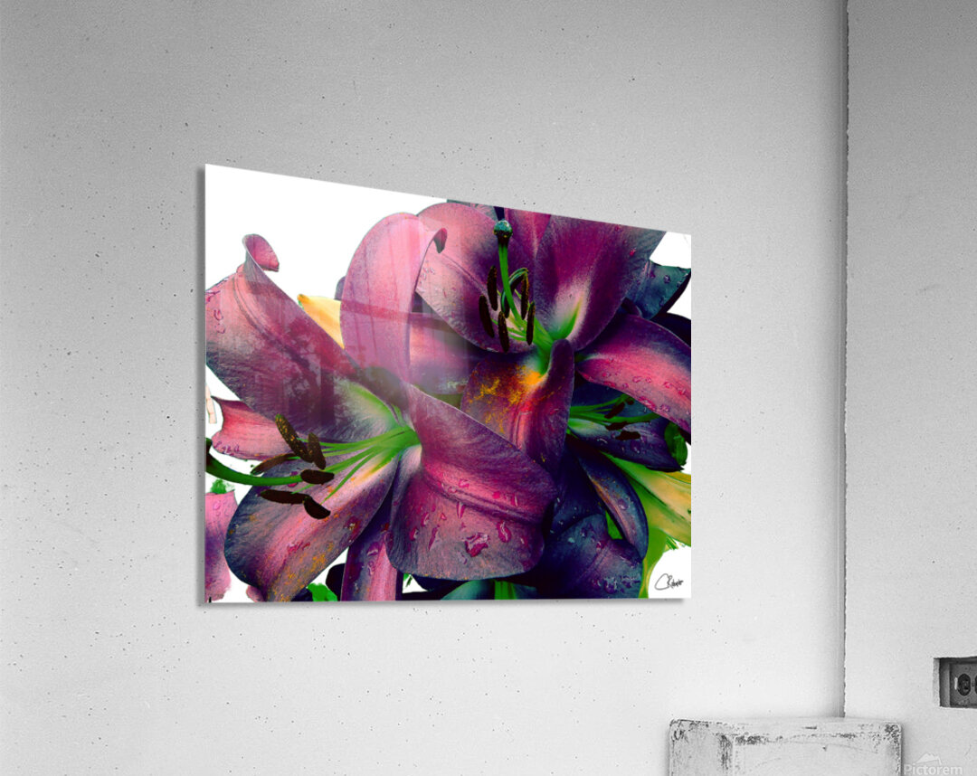 Rich Summer Lily Flowers Acrylic Print