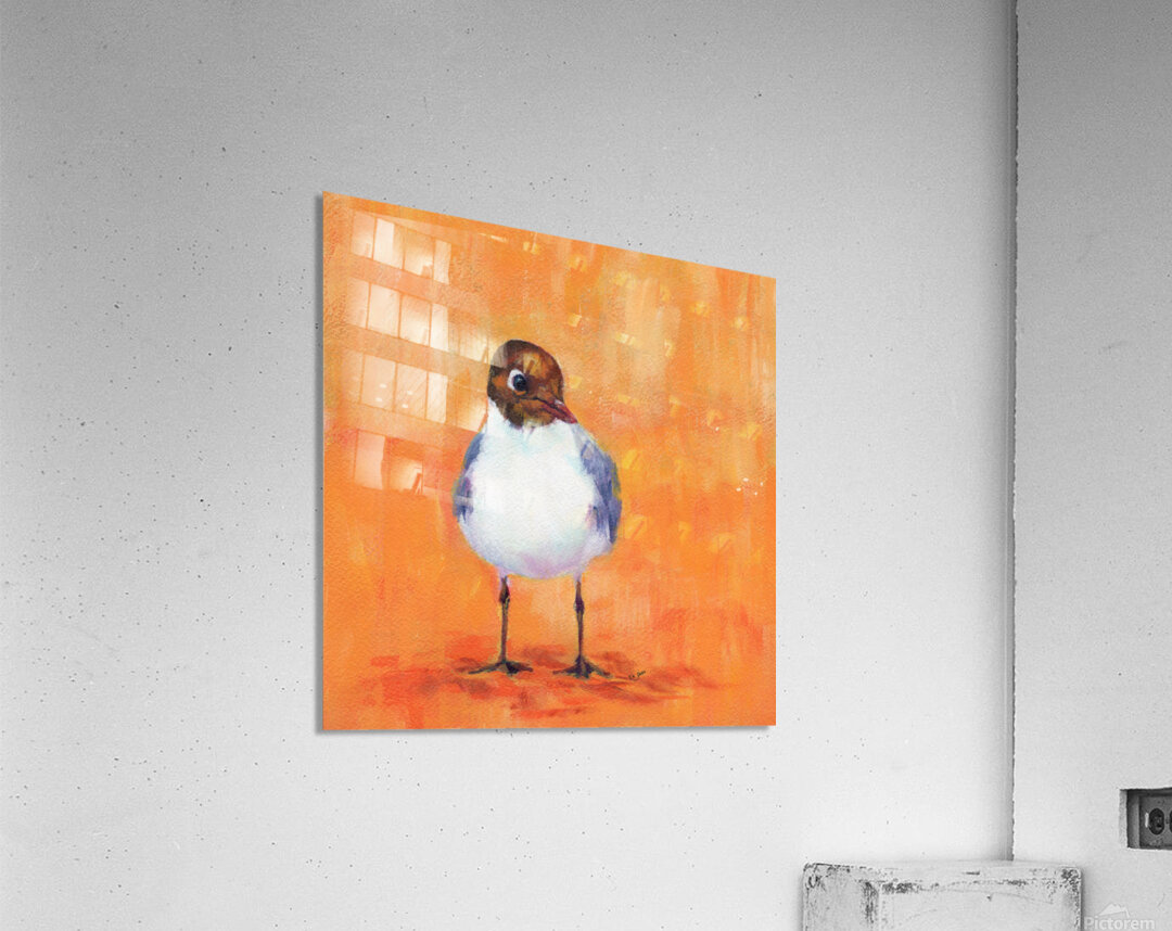 Black headed gull at the sandy beach Acrylic Print