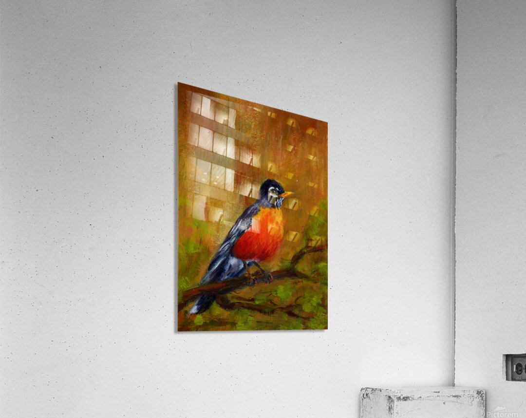 North American Robin portrait Acrylic Print