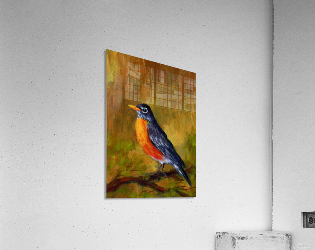 Portrait of a North American Robin Acrylic Print