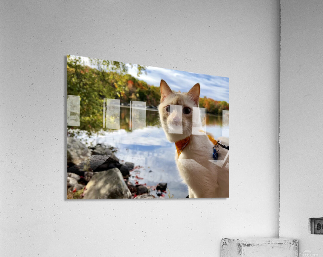 Striking a Cat-ivating Pose  Acrylic Print