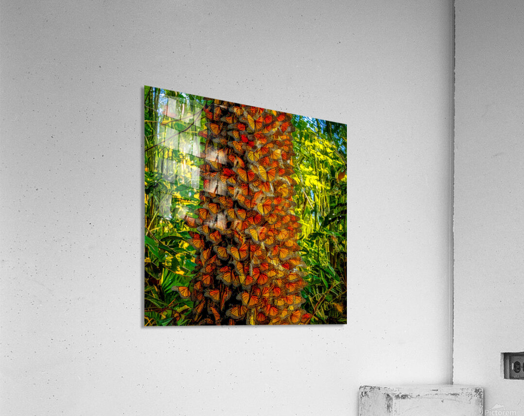 Monarchs Glad to be Home Acrylic Print