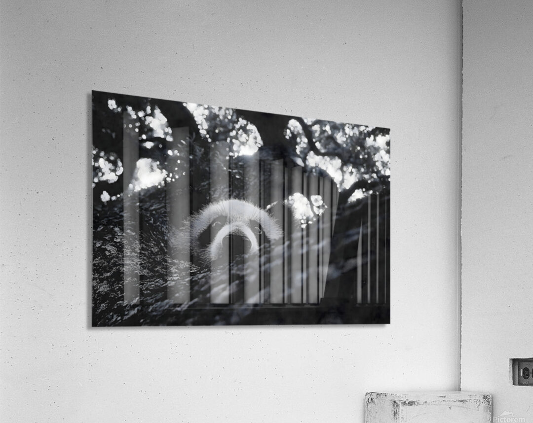 Peek-A-Boo – Panda Portrait Print Acrylic Print