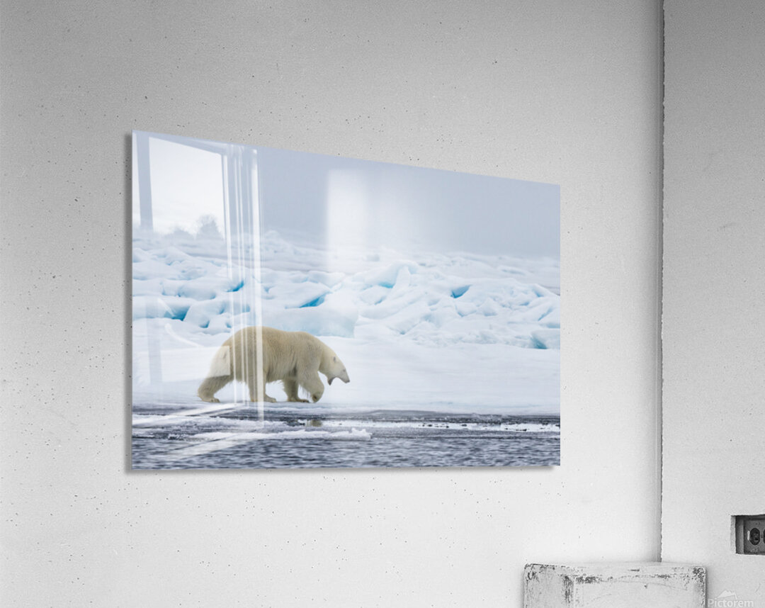 EMPRESS OF THE ARCTIC 3 Acrylic Print