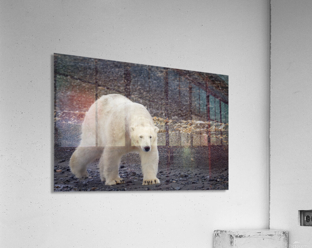 ARCTIC MAJESTY Acrylic Print