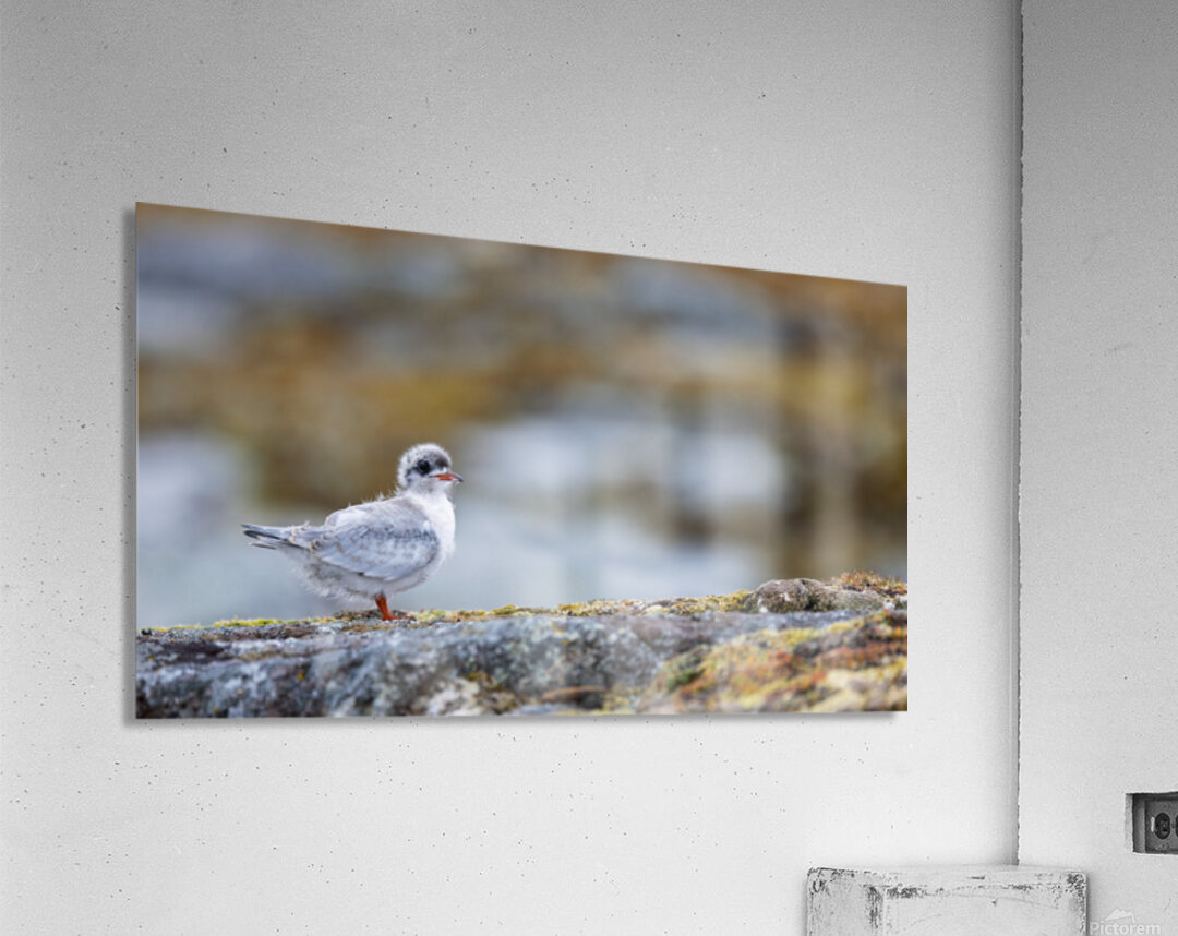 ADOLESCENCE IS AWKWARD Acrylic Print