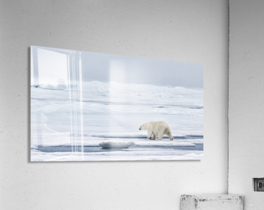 EMPRESS OF THE ARCTIC 9 Acrylic Print