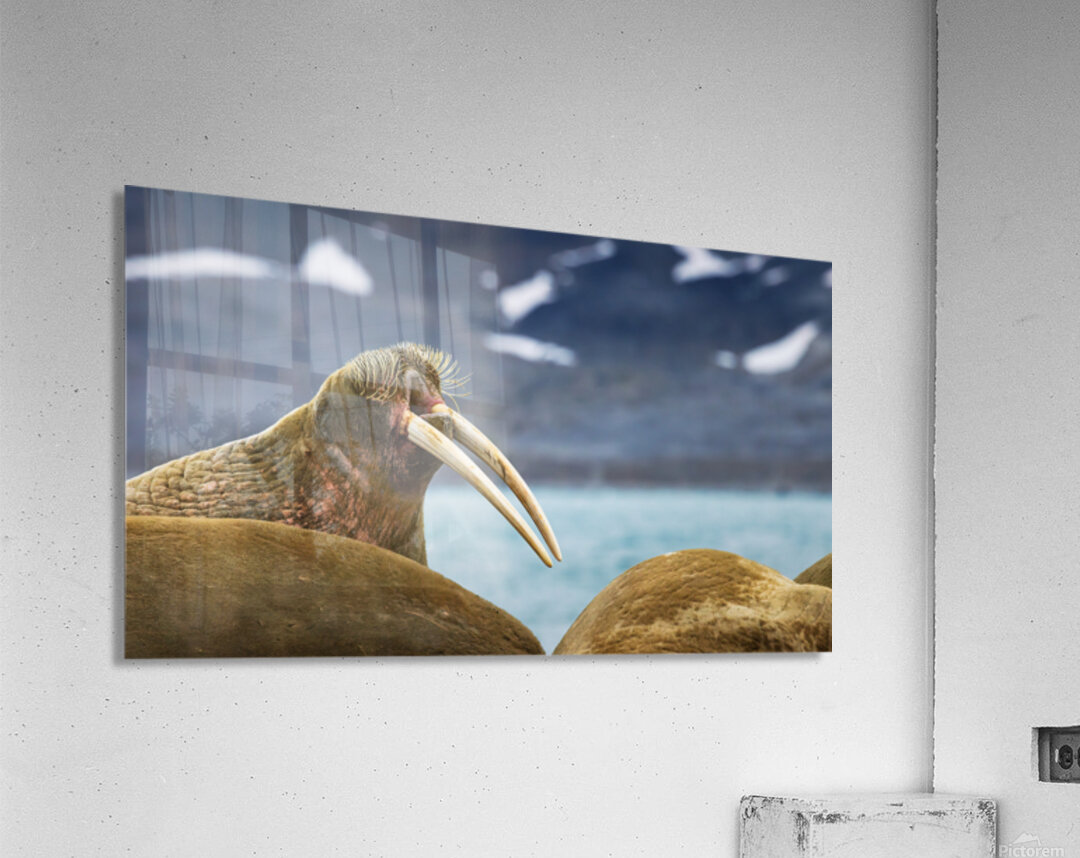 THE ARCTIC ELDER Acrylic Print