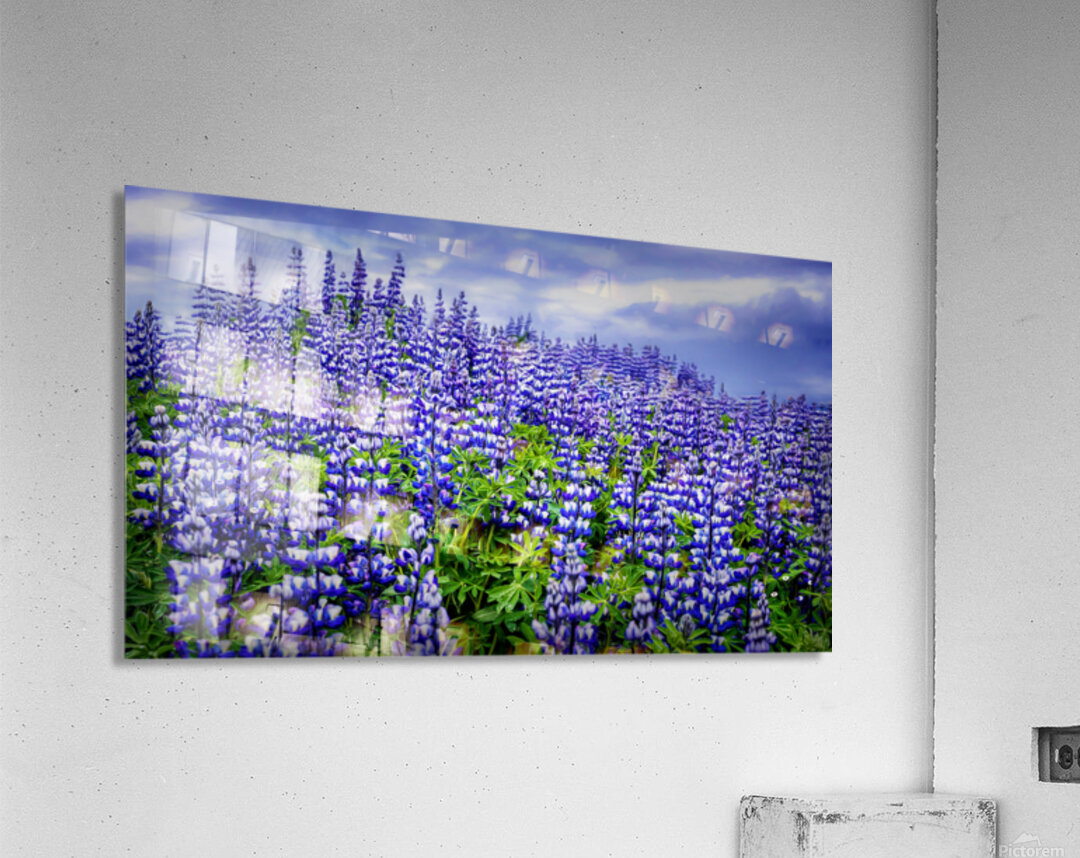 LUPINE Acrylic Print