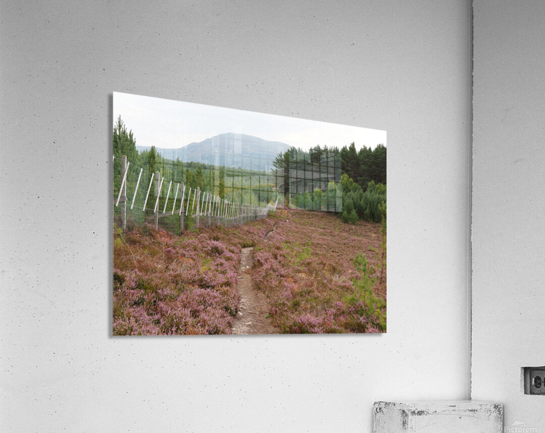  From the Heather to the Mountain                                                                                                                     Acrylic Print