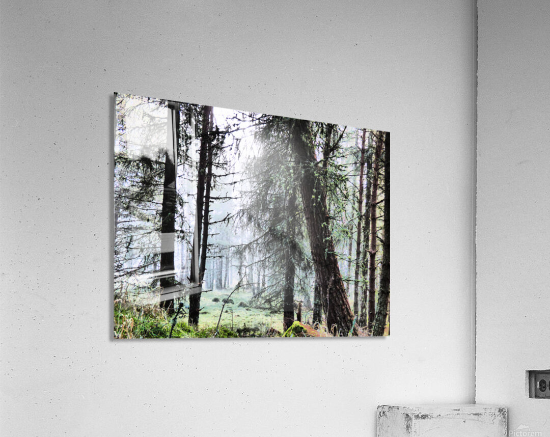 Scottish Highlands Misty Morning Pine Forest Acrylic Print