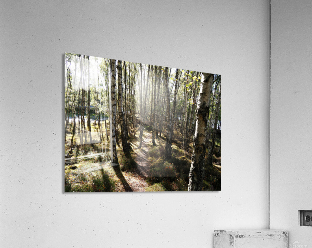 Amongst the Trees                                                                                                                   Acrylic Print