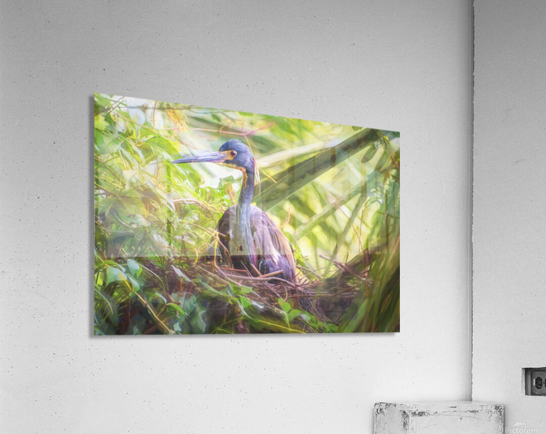 Tri-colored Heron Nesting in Dense Foliage Acrylic Print