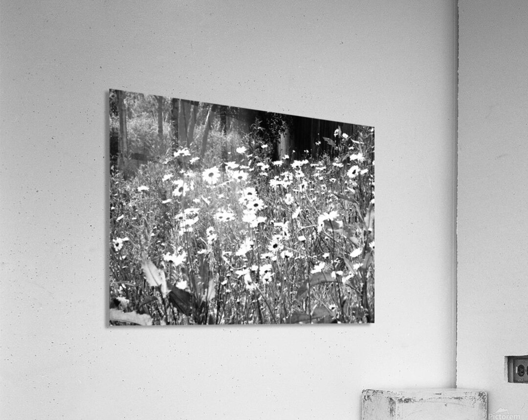  Scottish Highlands Monochrome Daises                                                                                                                     Acrylic Print