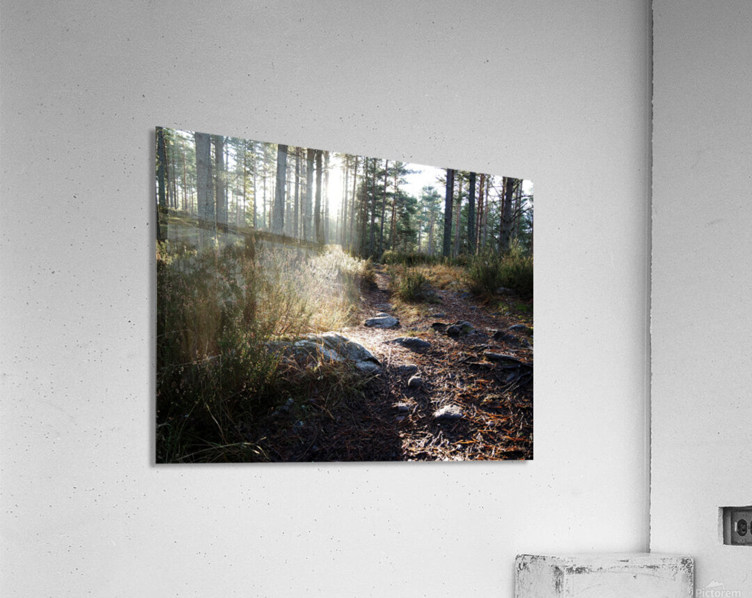 Sunlight on the Trail                                                                                                                      Acrylic Print