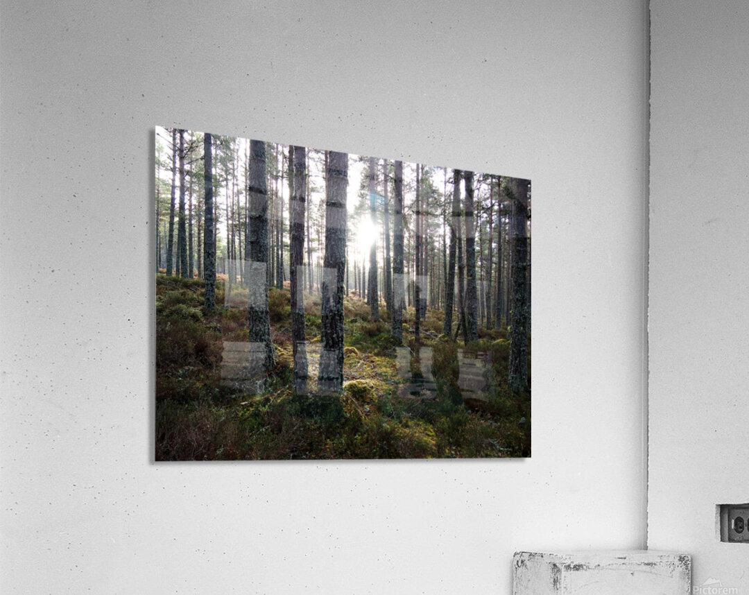 Sunlight through the Pines                                                                                                                      Acrylic Print