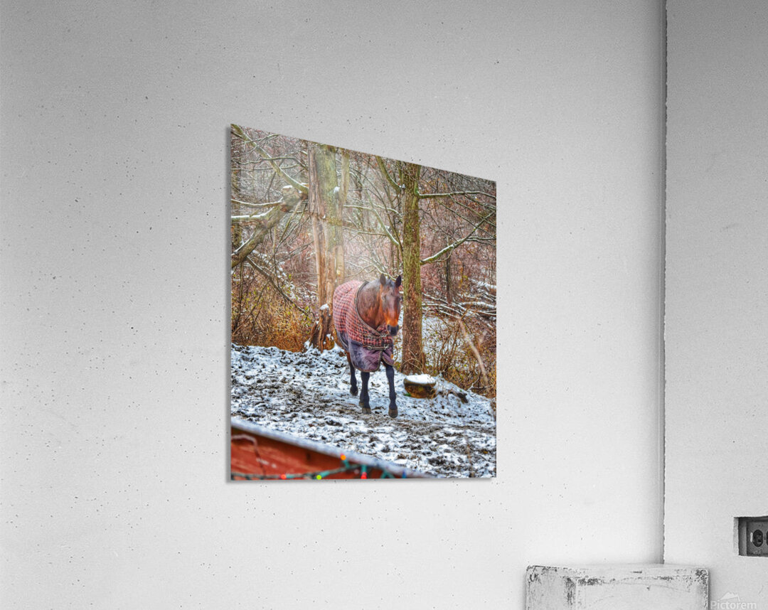 Galloping Horse Acrylic Print