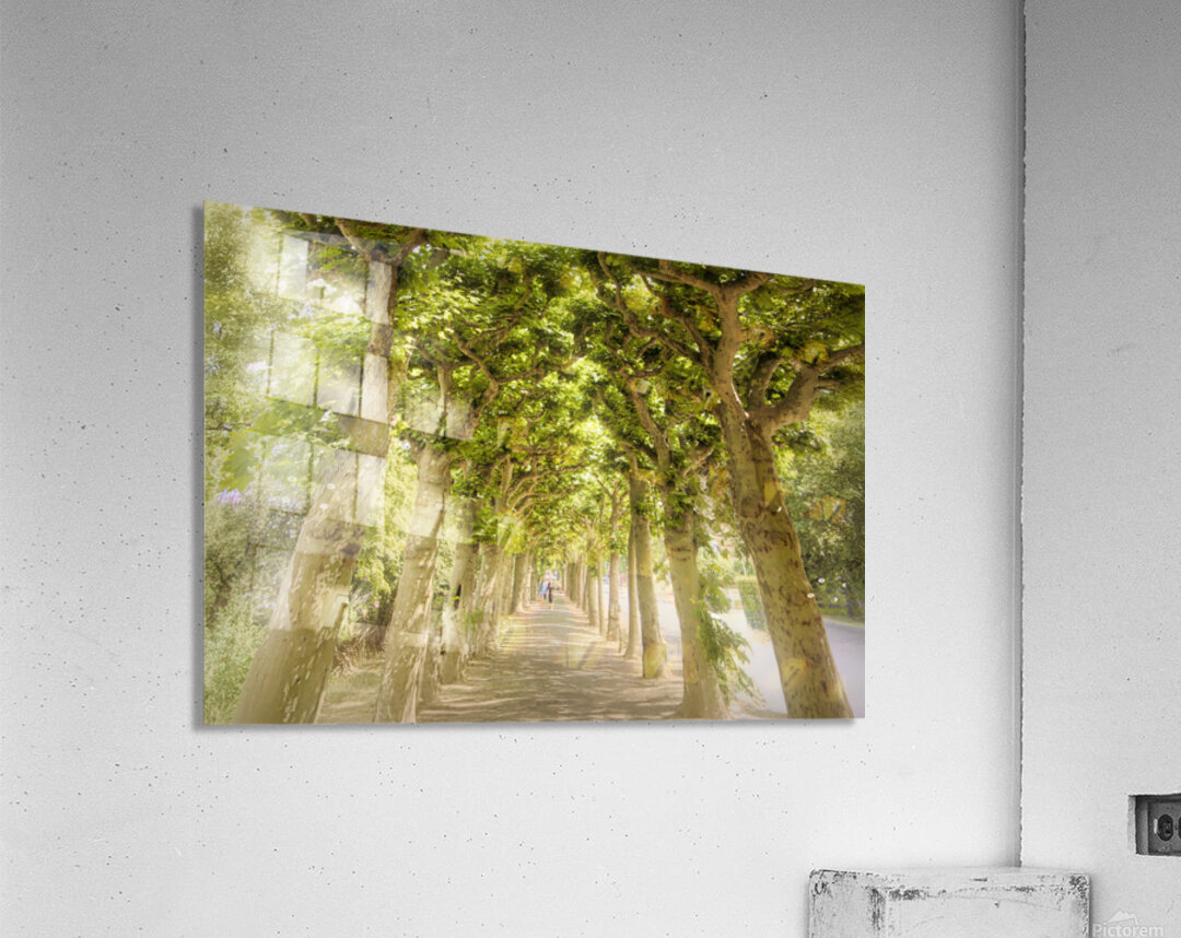 Sycamore Emerald Tunnel Promenade  Acrylic Print