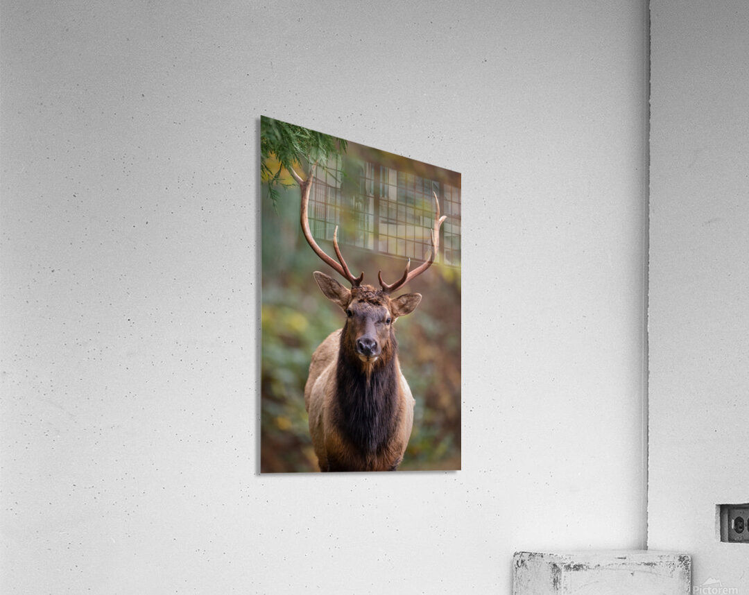 The Crowned Prince Acrylic Print
