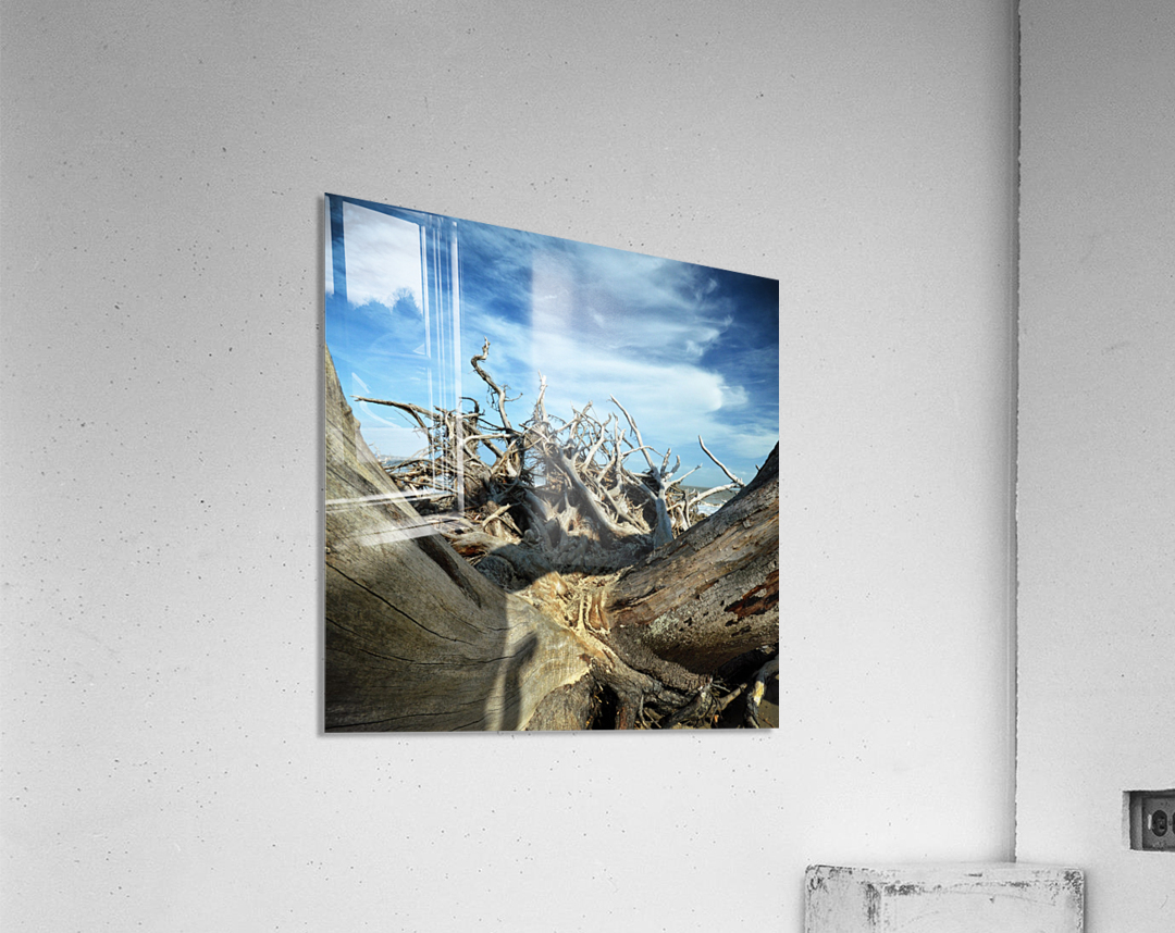 Eroticism at Driftwood Beach on Jekyll Island Acrylic Print
