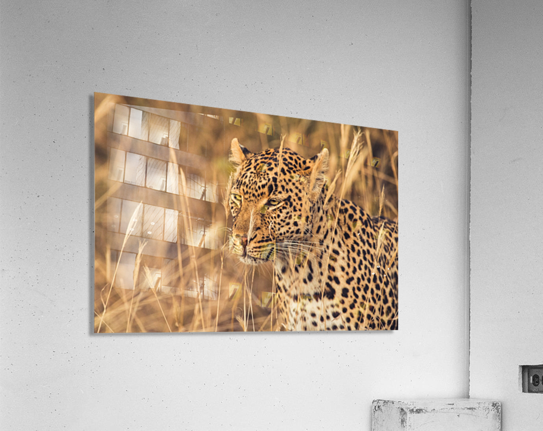 Leopard Acrylic Print