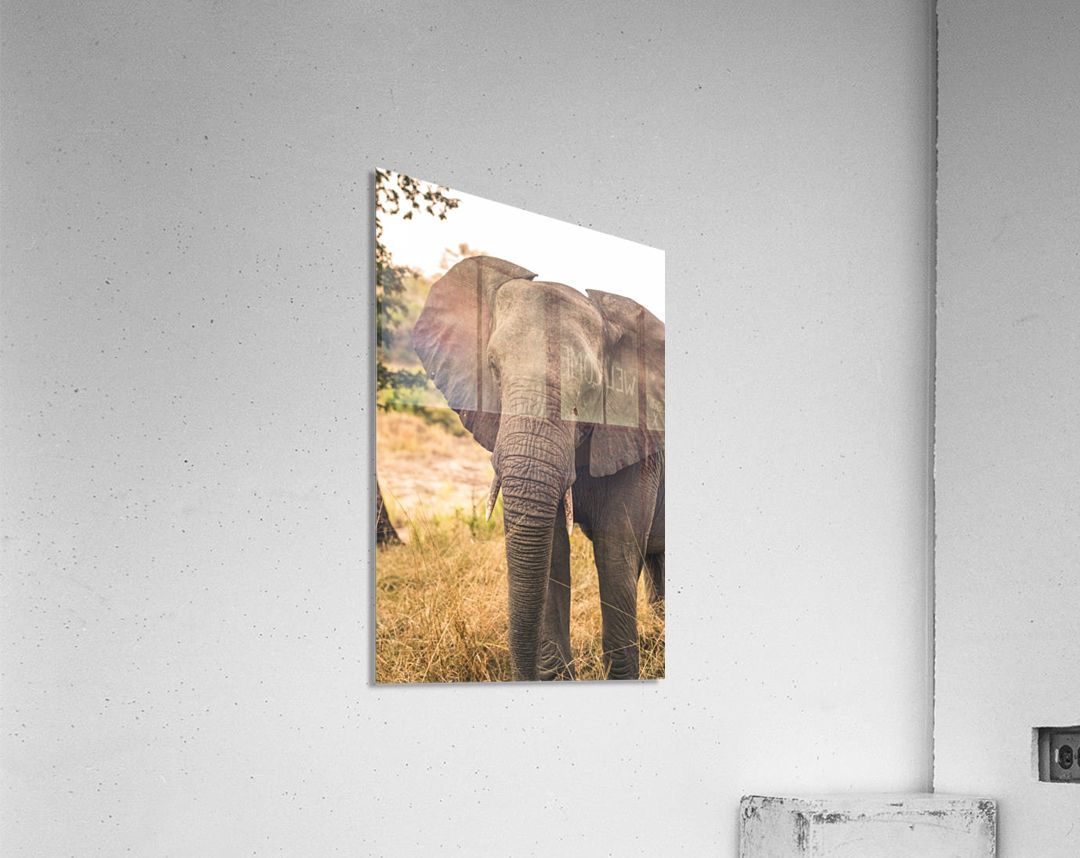 Elephant Acrylic Print