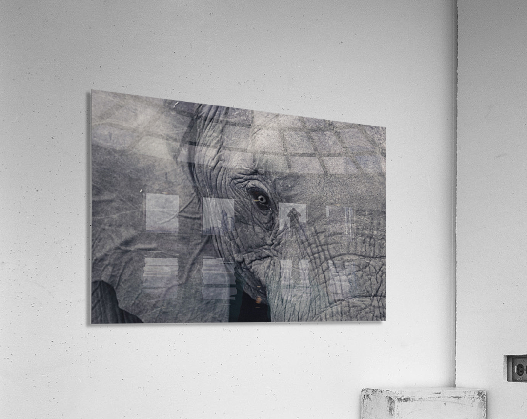 Elephant Eyes Acrylic Print