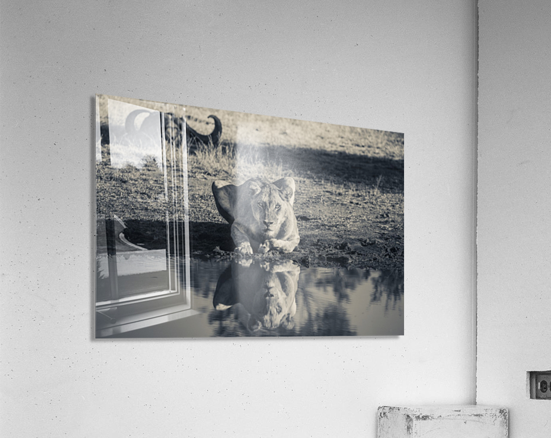 Lioness at the Watering Hole Acrylic Print