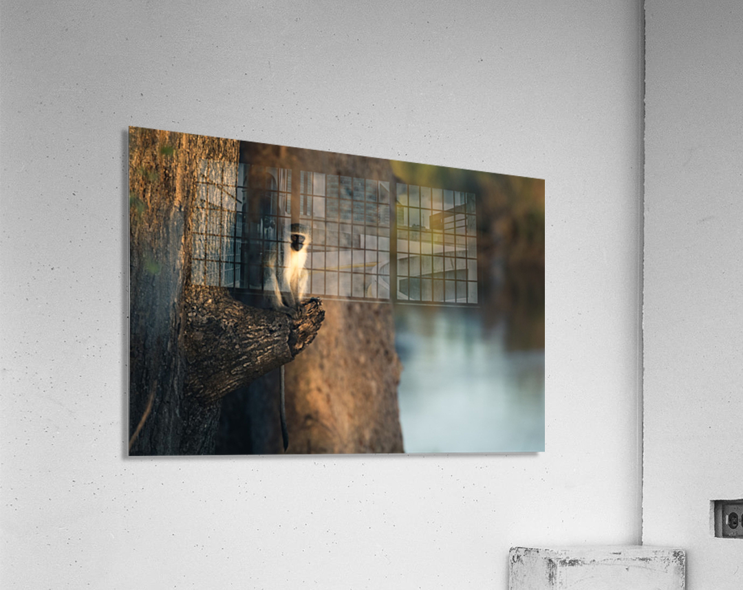 Monkey 2 Acrylic Print