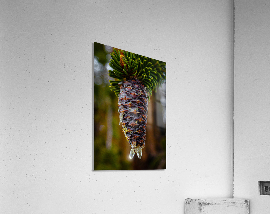 Bristlecone Pine Acrylic Print
