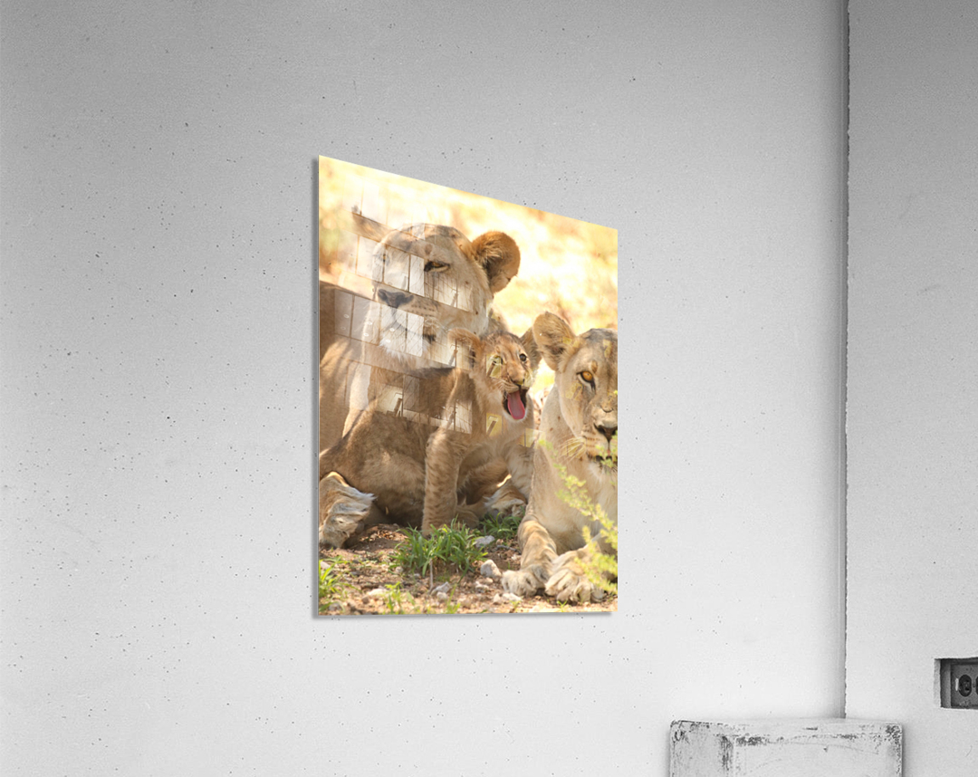 AdriaanPrinsloo 6659 Acrylic Print