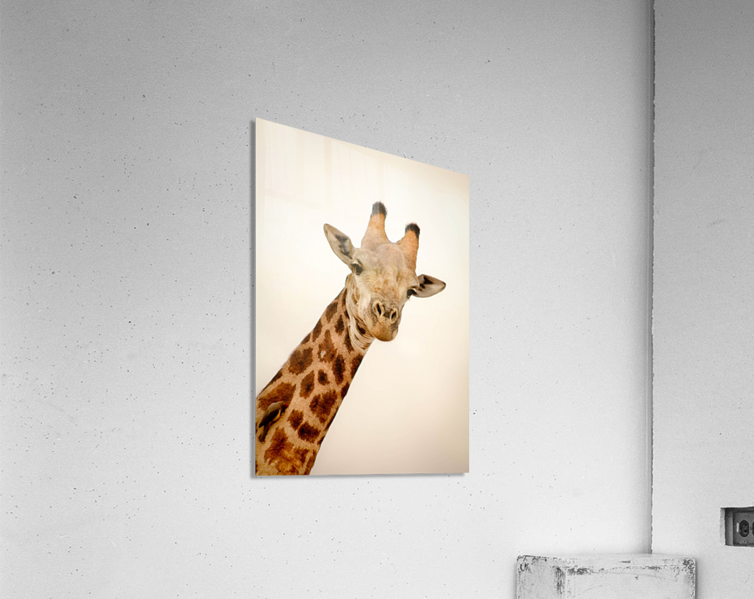 AdriaanPrinsloo 5035 Acrylic Print