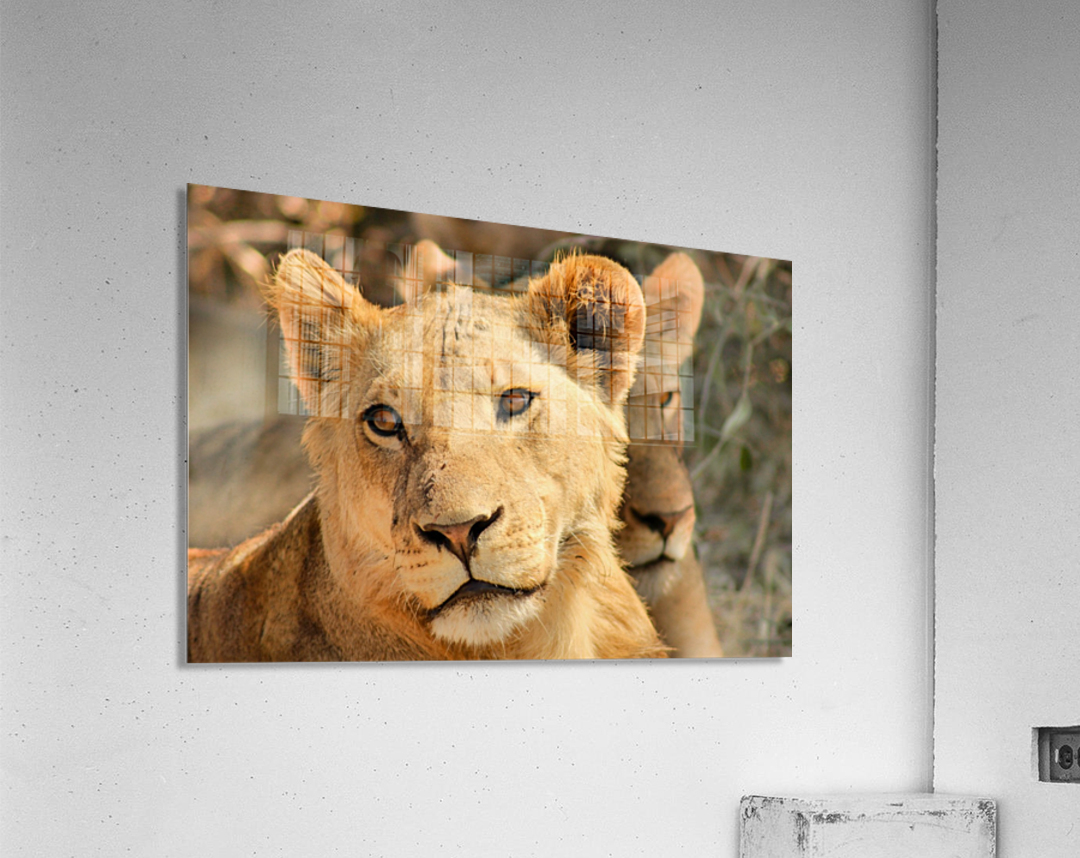 AdriaanPrinsloo 7888 Acrylic Print