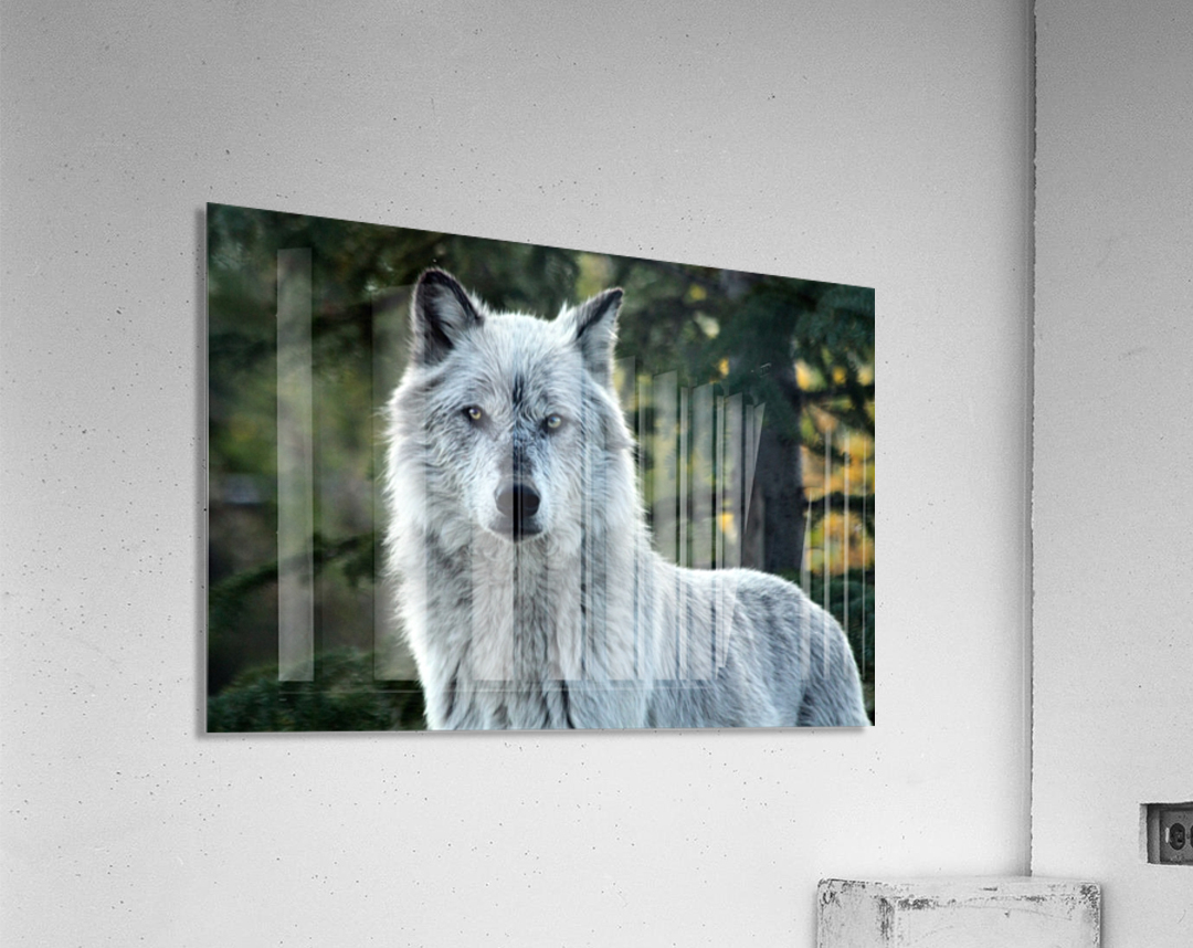 Yellowstone Wolf Acrylic Print