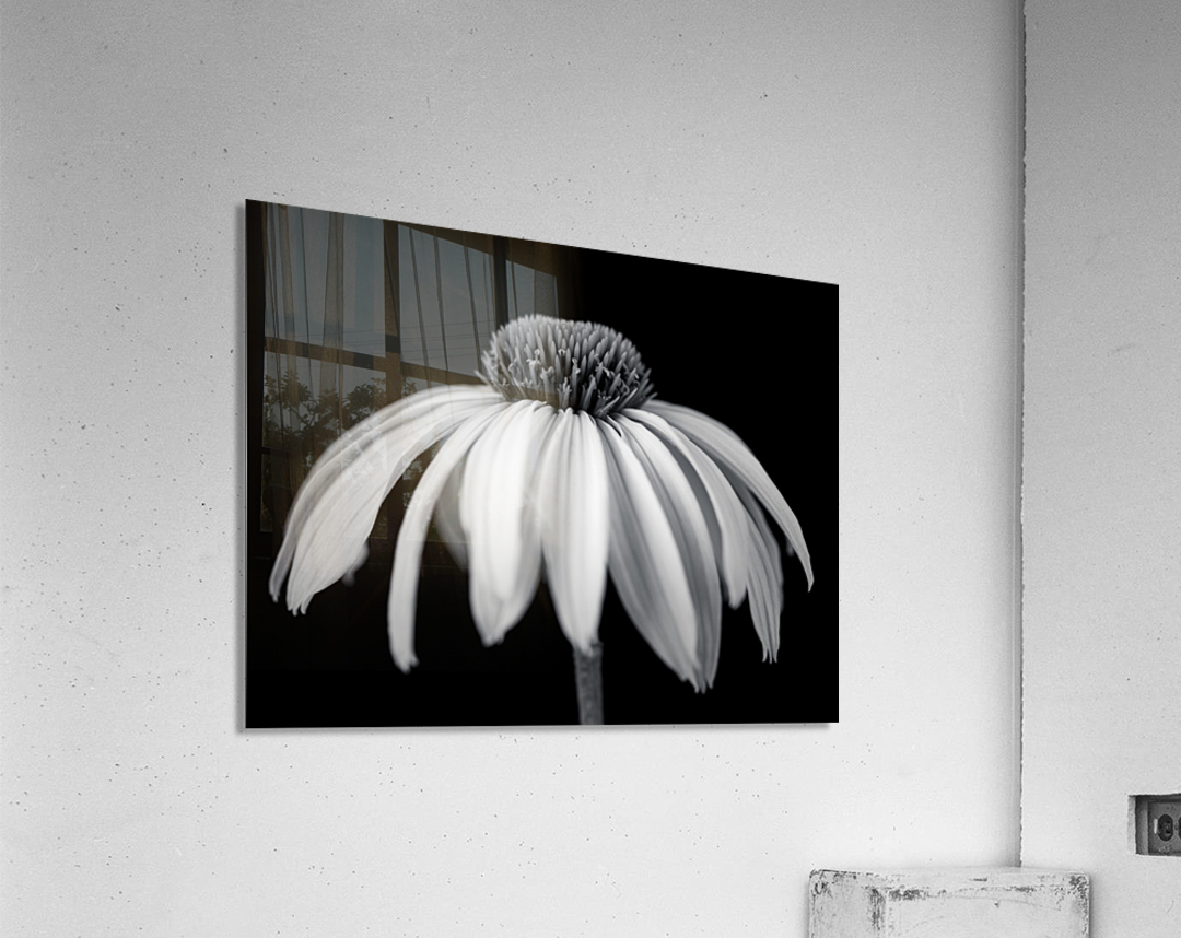 Coneflower close-up Acrylic Print