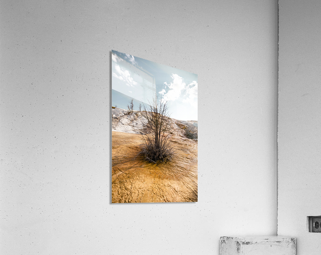 Hot springs Tree Acrylic Print