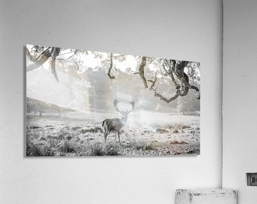 Stag in a field Acrylic Print