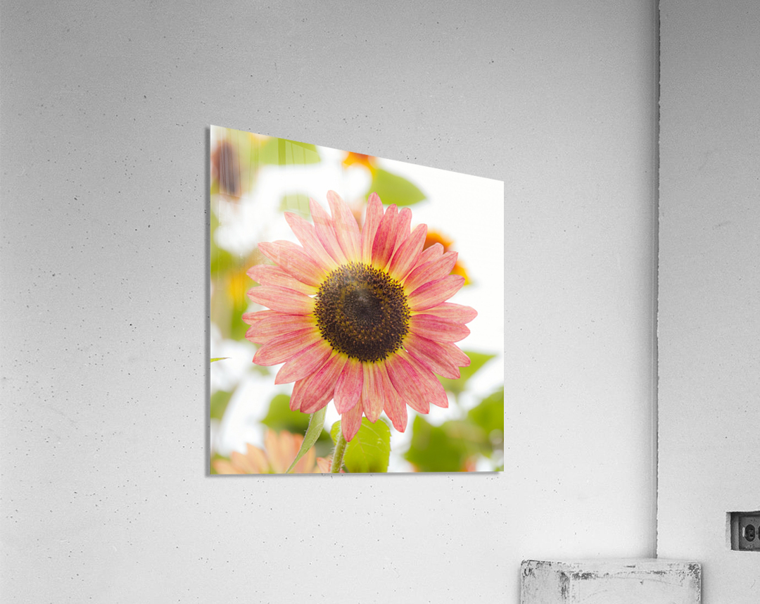 Rare Pink Helianthus Sunflower by bj clayden photography
