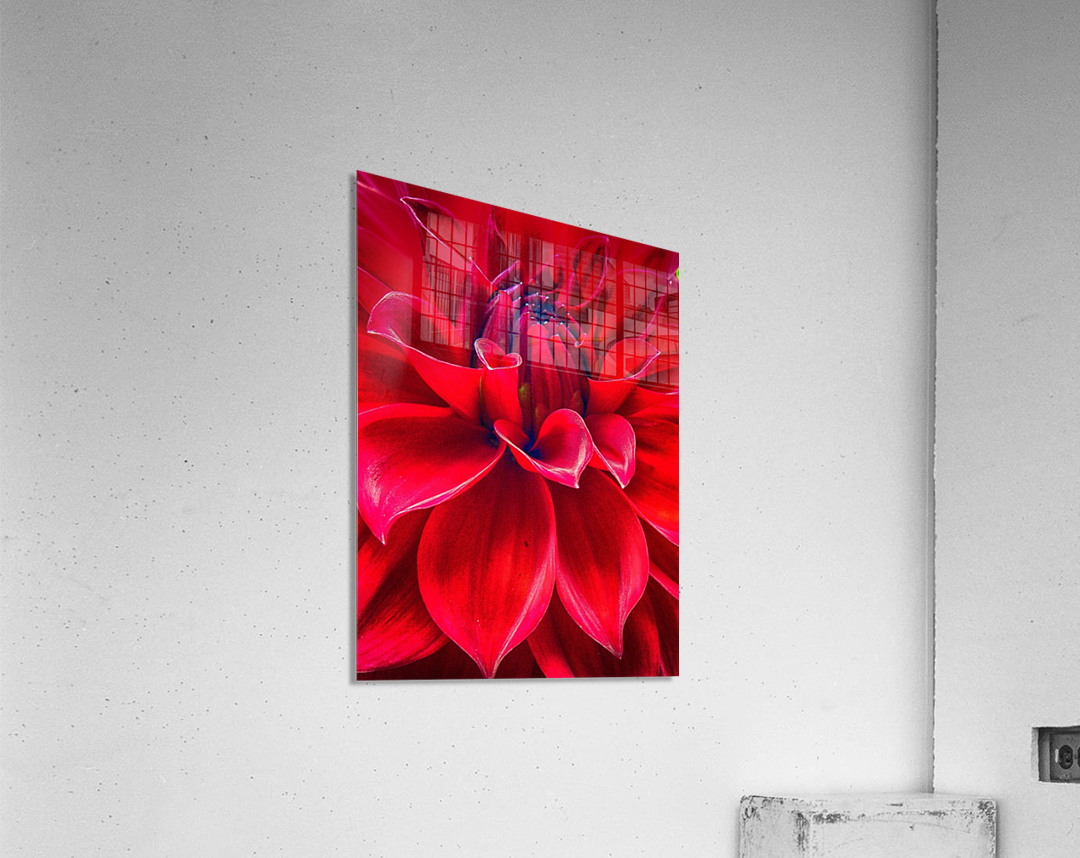 red Acrylic Print