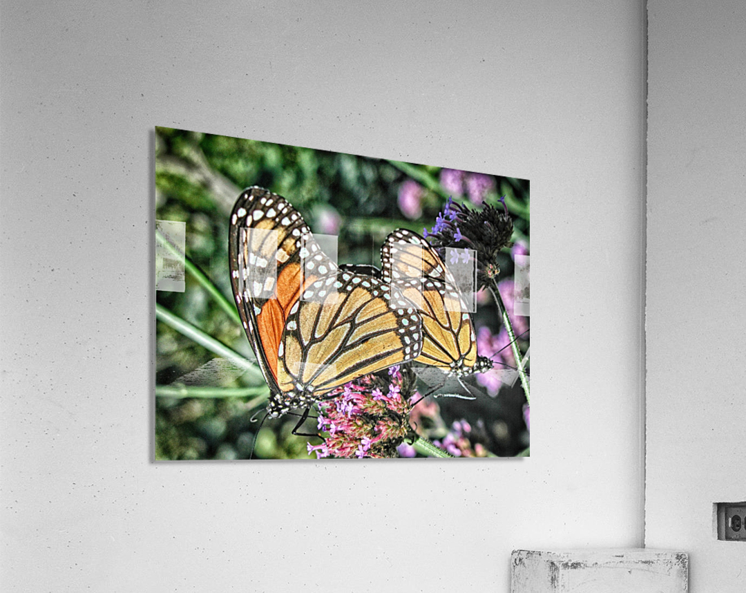 butterfly 4 Acrylic Print
