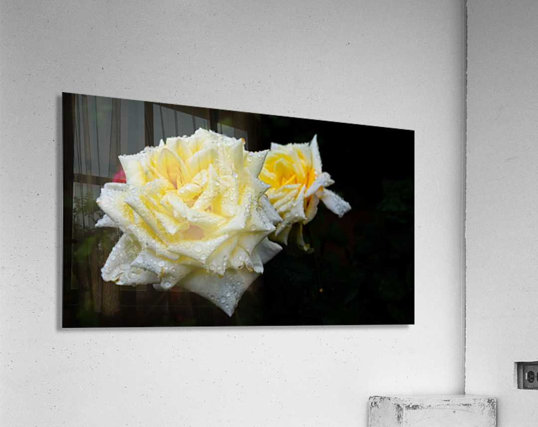 Rose Garden Portland 3 Acrylic Print