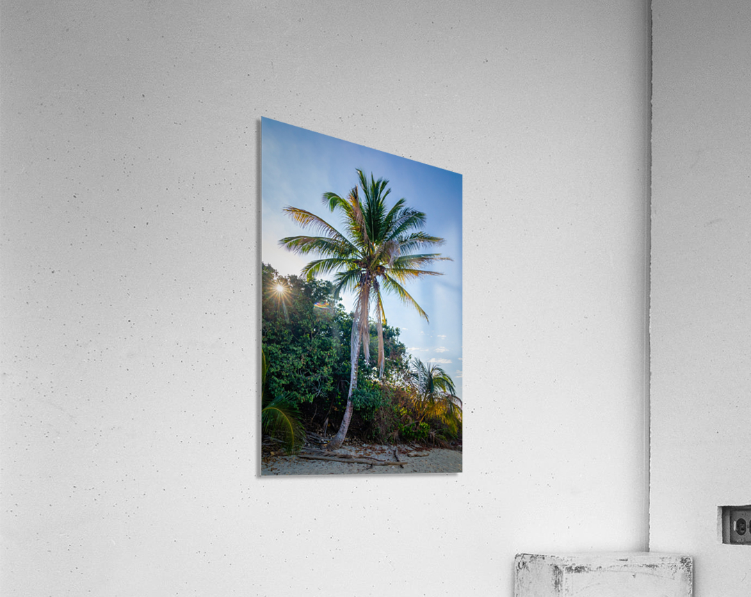 Palm Tree and Sun Star Acrylic Print