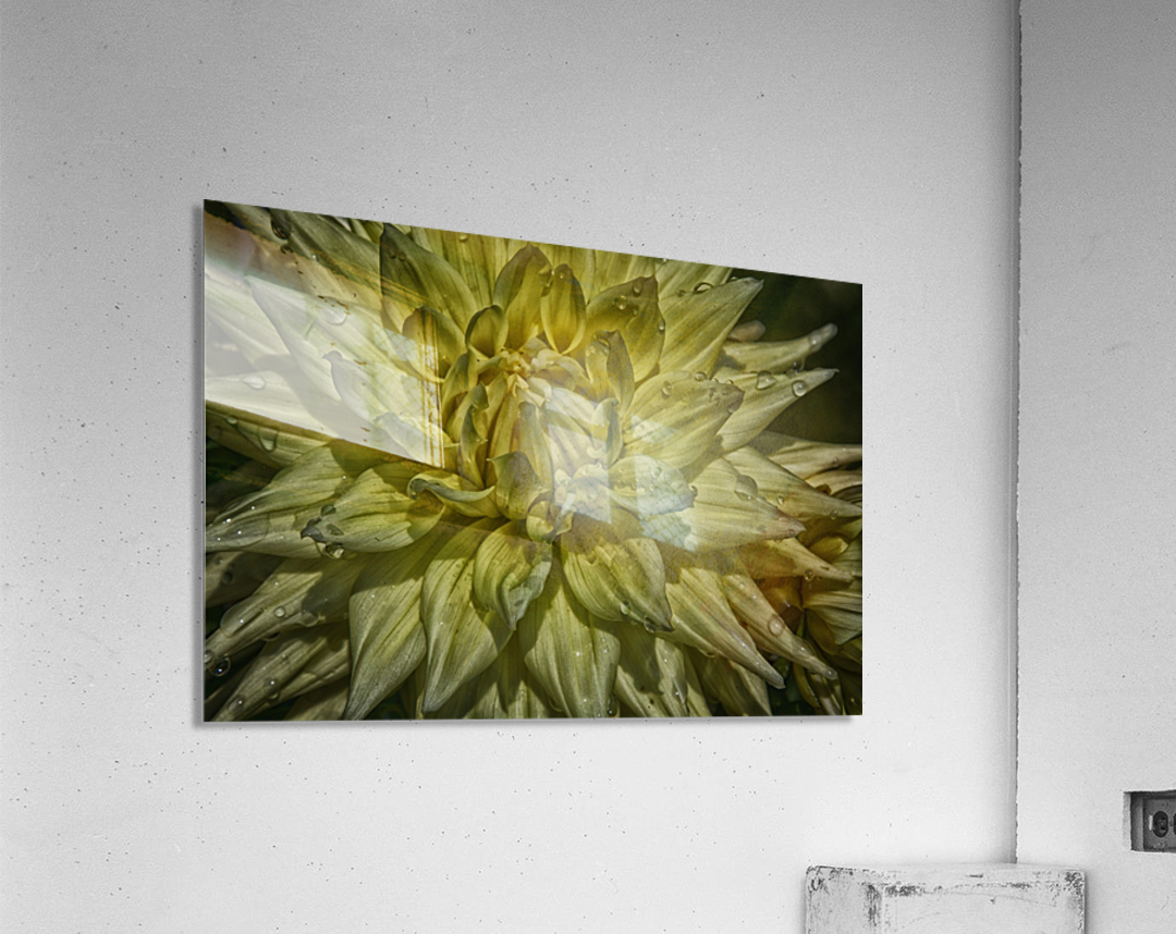 yellow two Acrylic Print