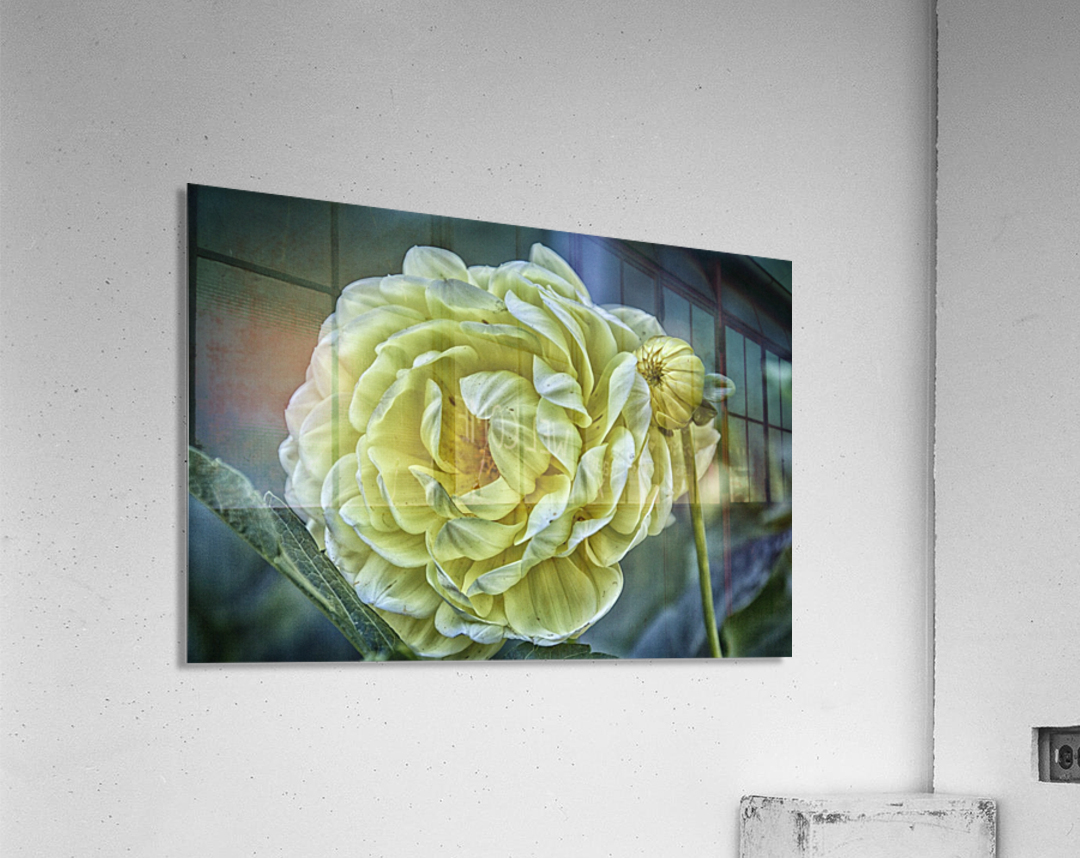 yellow dahlia Acrylic Print
