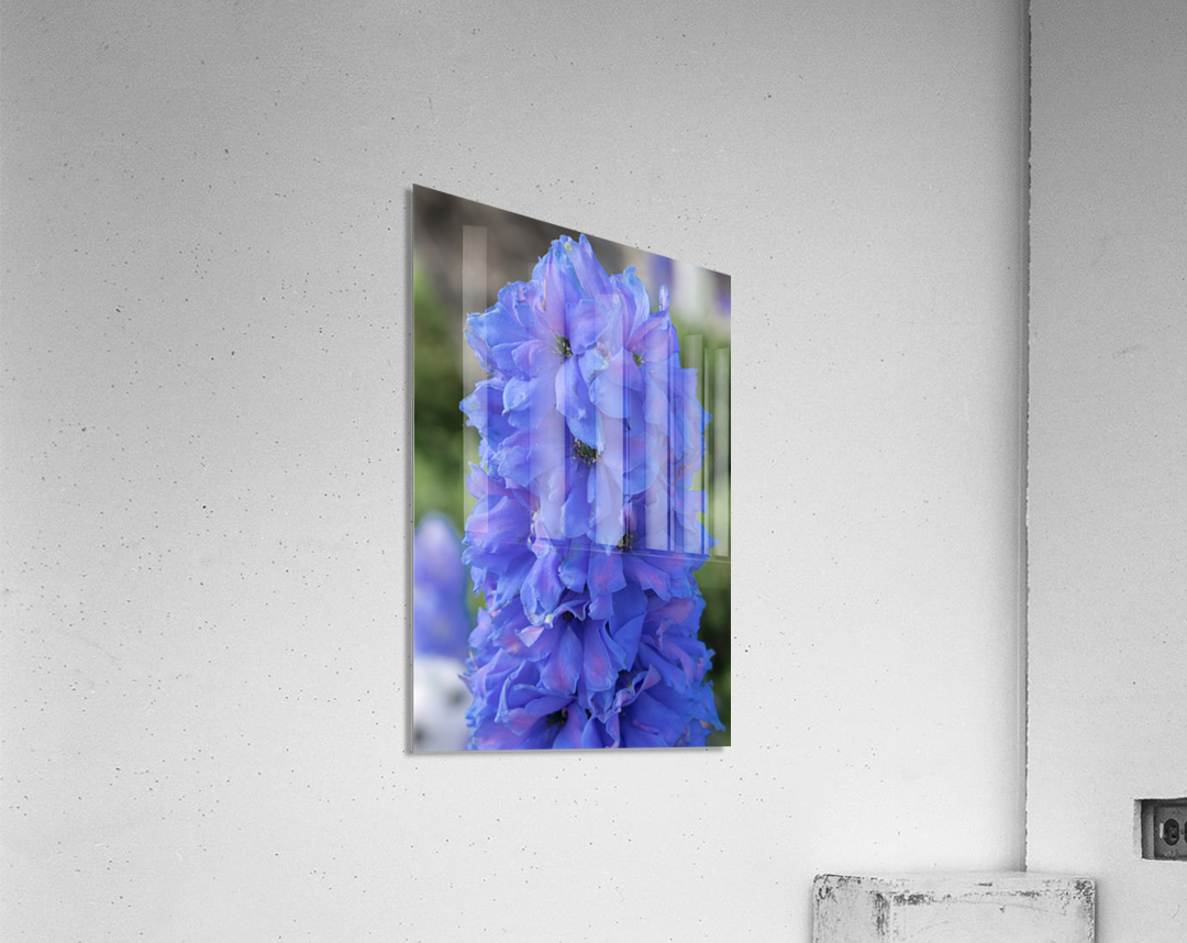 20190506 DSC 0244 Acrylic Print