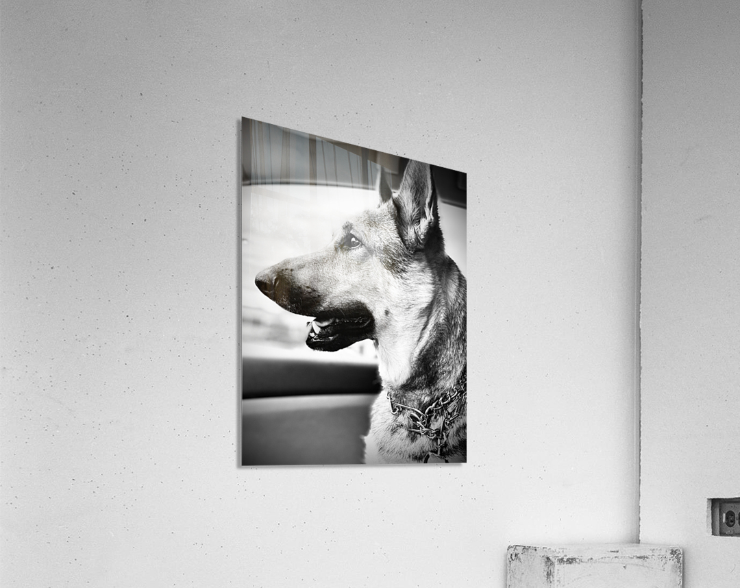 Wolf Child Acrylic Print