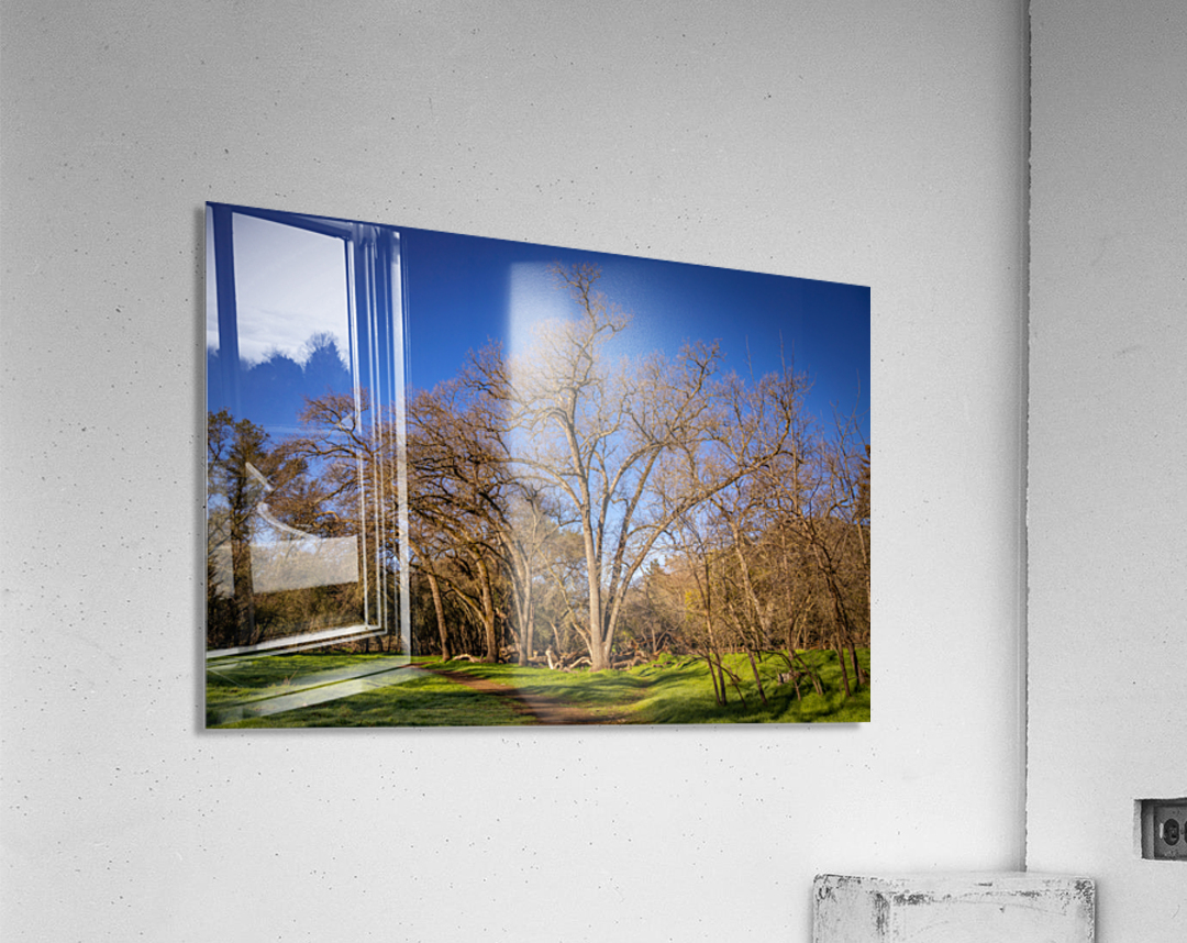 Bending Oaks Acrylic Print