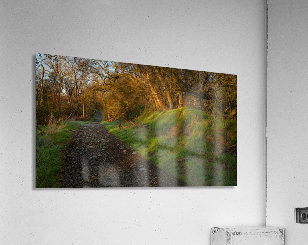 Morning Walk Acrylic Print